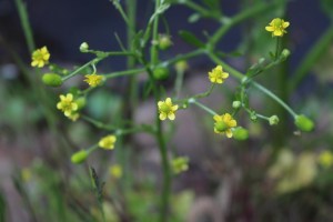 ranunculus sceleratus (2) (1200 x 799).jpg_product_product